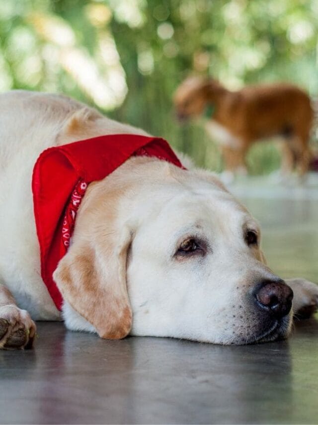 Cachorro Vomitando Sangue: o Que Fazer, Causas e Tratamentos