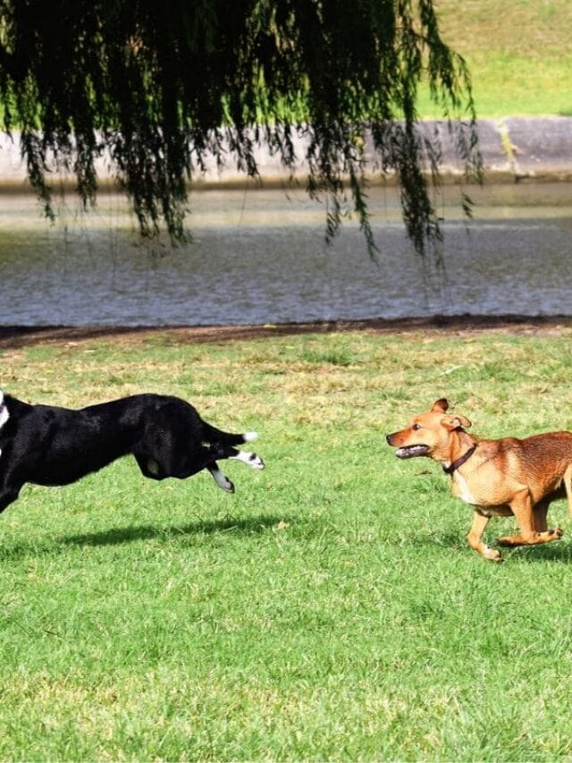Cachorro Hiperativo: Como Identificar e Lidar Com a Energia