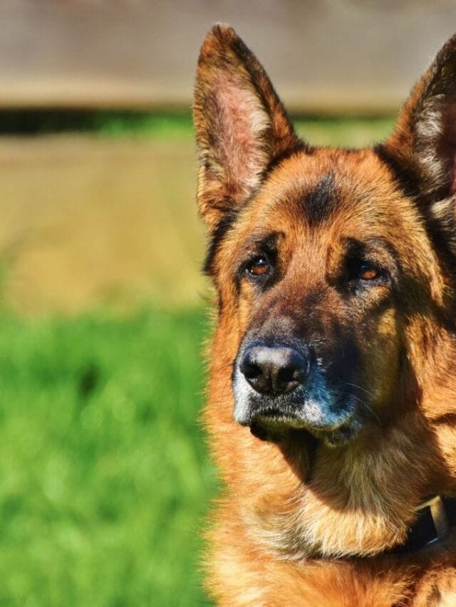 Cachorro de Policial: o Herói de Quatro Patas nas operações