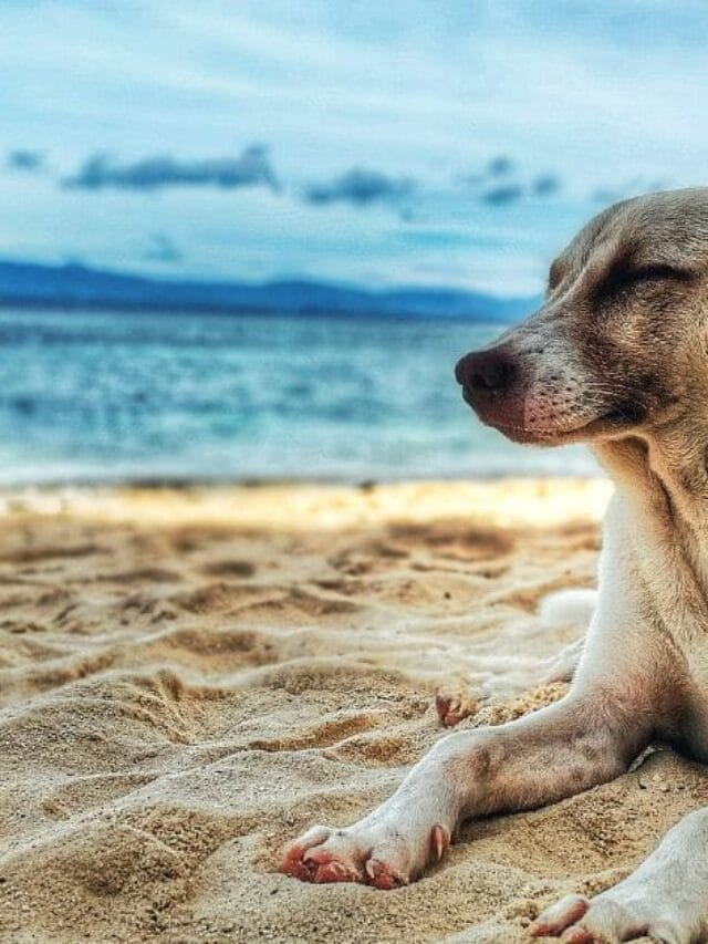Cachorro Idoso: Cuidados Essenciais para a Melhor
