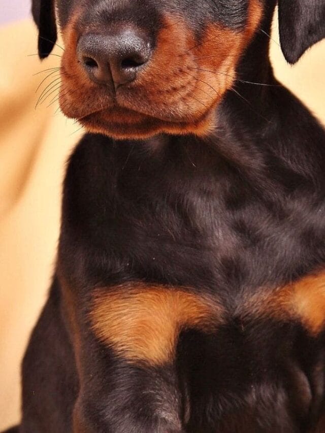 Post sem título 1689