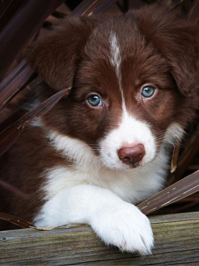 Filhote Border Collie: Cuidados, Treinamento e Características