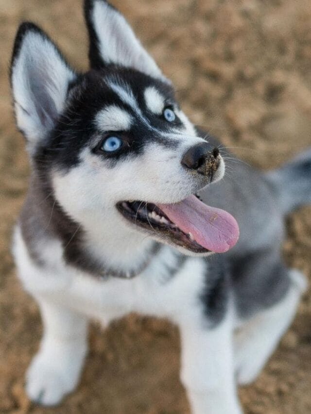 Filhote de Husky Siberiano: Cuidados, Treinamento e Tudo