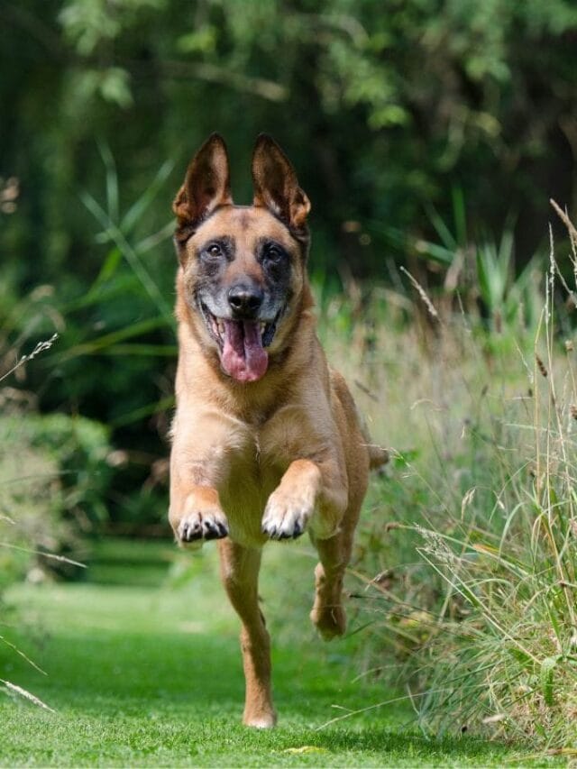 Pastor Malinois Filhote de: Tudo o que Você Precisa Saber