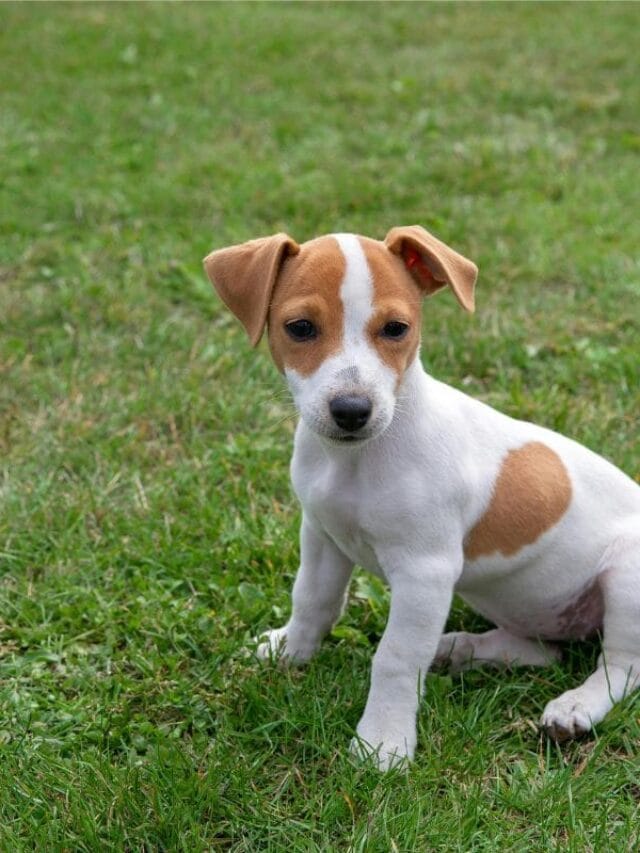 Pit Monster Filhote: Tudo Sobre a Raça, Cuidados e Treinamento