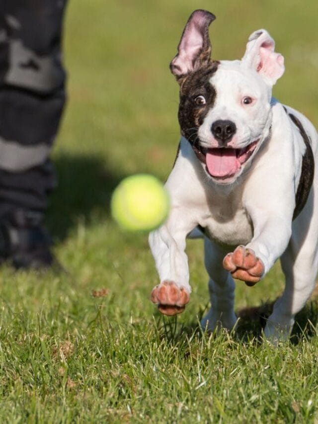 Filhotes de Pitbull de: Guia Completo de Cuidados, Treinamento