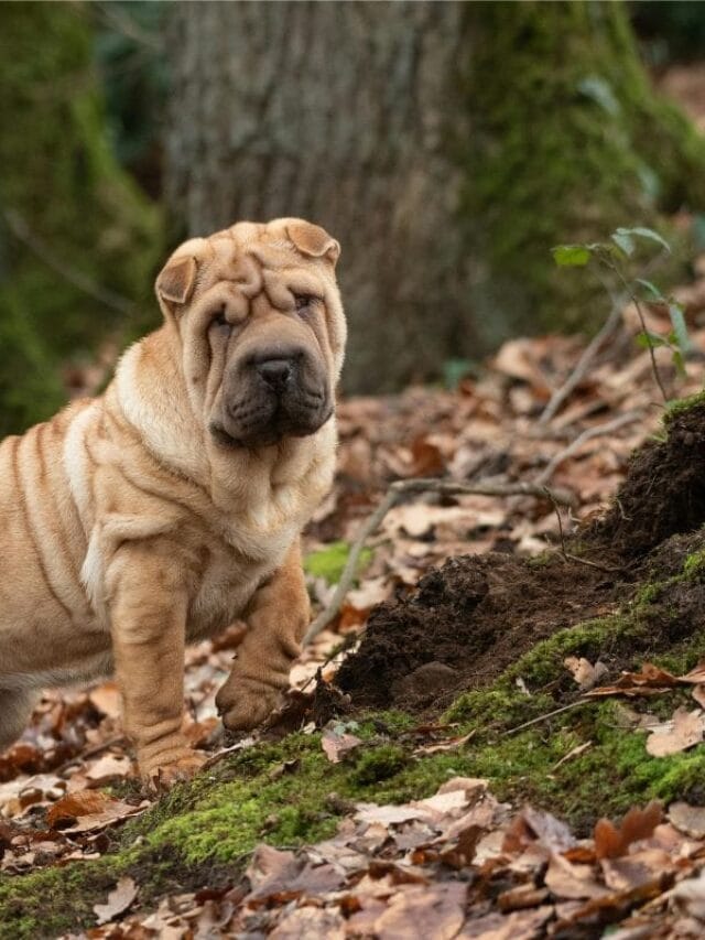 Cachorro Sharpei: Tudo Sobre a Raça de Com Pele Enrugada