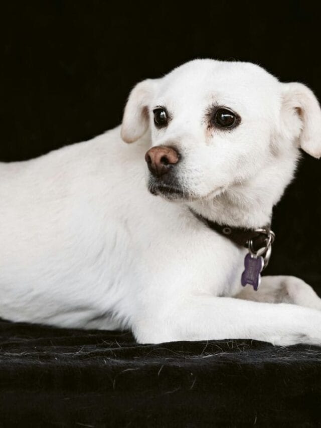 Cachorro Chorando: O Que Significa e Como Ajudar?