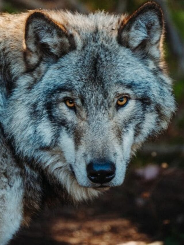Cachorro Lobo: Tudo o Que Você Precisa Saber