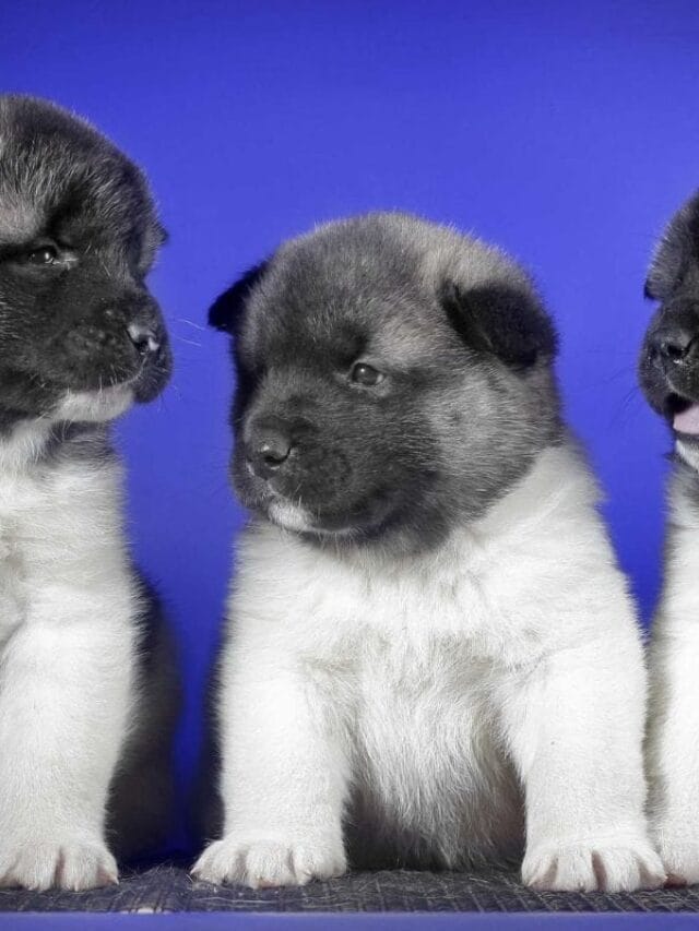 Cachorrinho Pequeno: Tudo o Que Você Precisa Saber