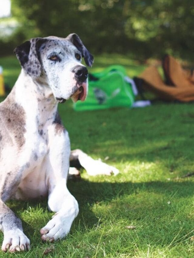 O Cachorro Mais Alto do Mundo: Tudo Sobre o Gigante dos Cães