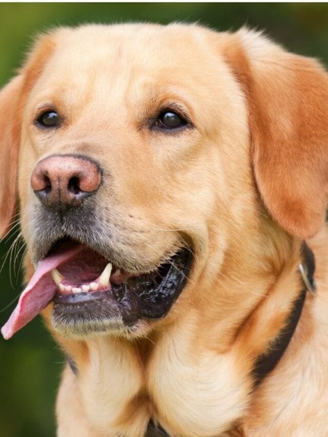Cachorro Labrador: Características, Cuidados e Curiosidades