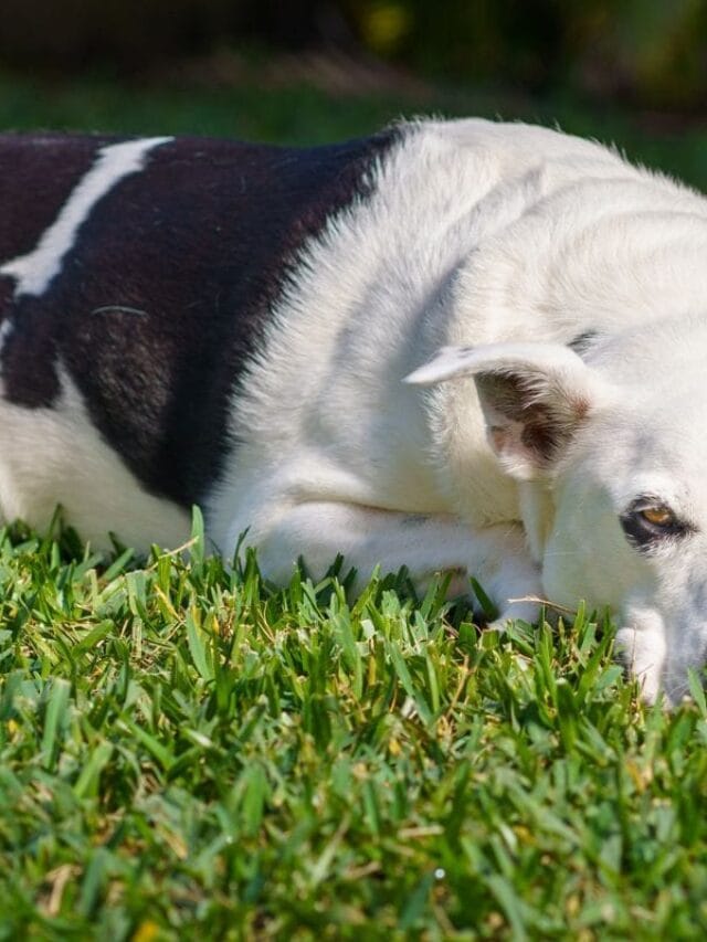 Cachorro Engasgado: o Que Fazer e Como Evitar
