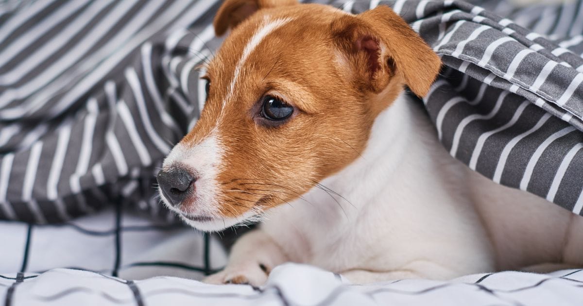 Caminha de Cachorro: Conforto, Tipos e Cuidados