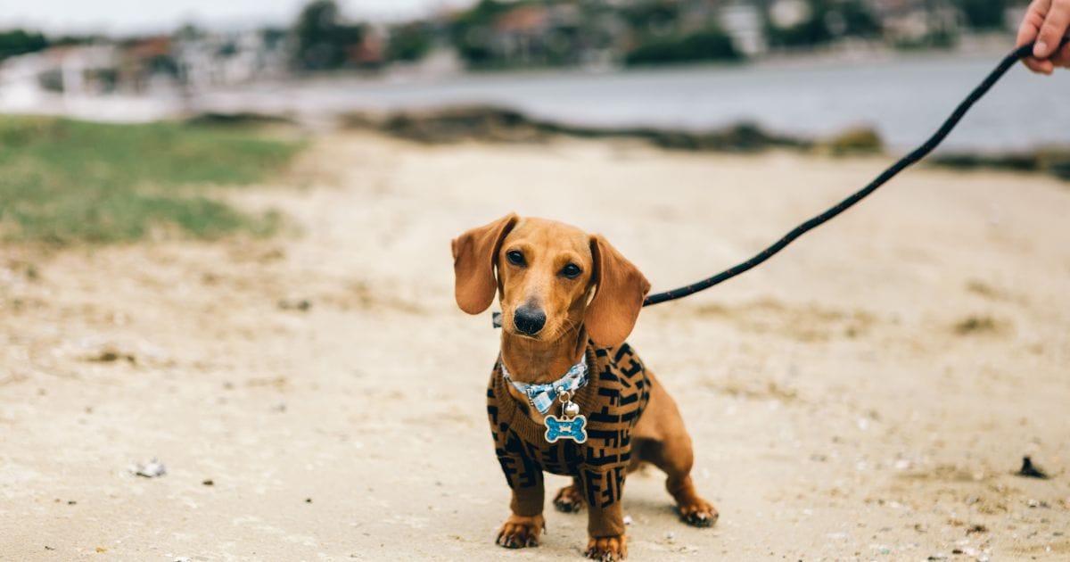 cachorro salsicha filhote