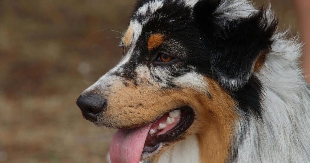 cachorro australiano