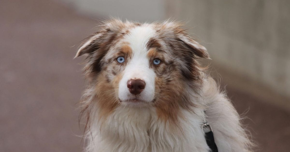 cachorro australiano