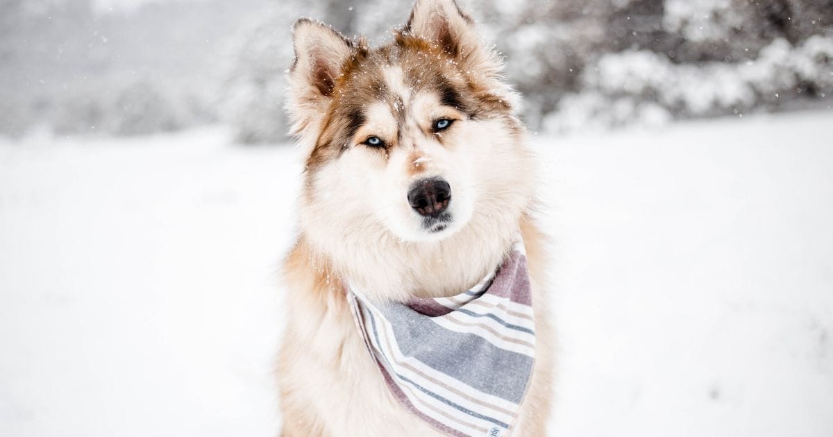 cachorro lobo branco