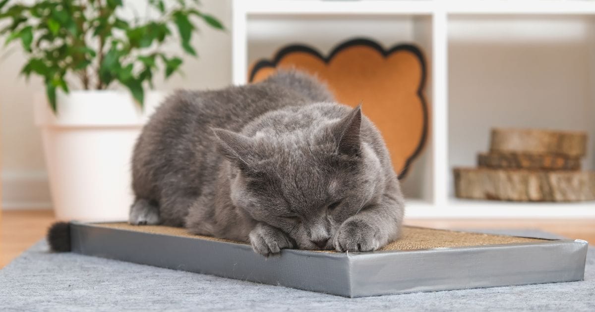 Arranhadores para Gatos: Essenciais para Saúde e Bem