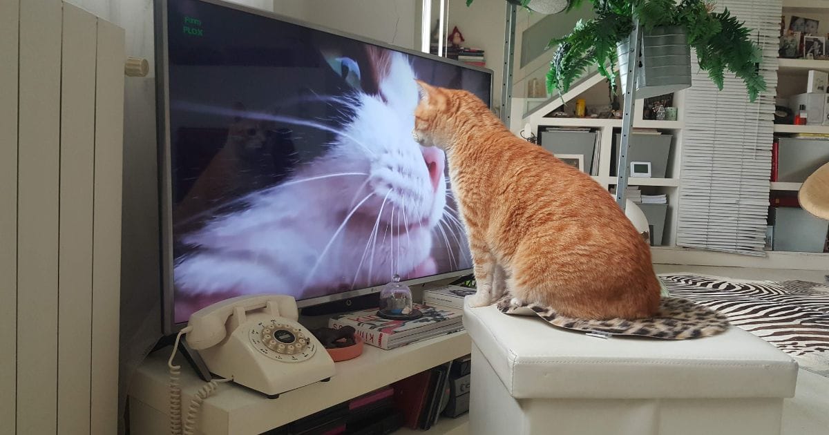 Gato Brincando: Importância, Benefícios e Ideias divertidas