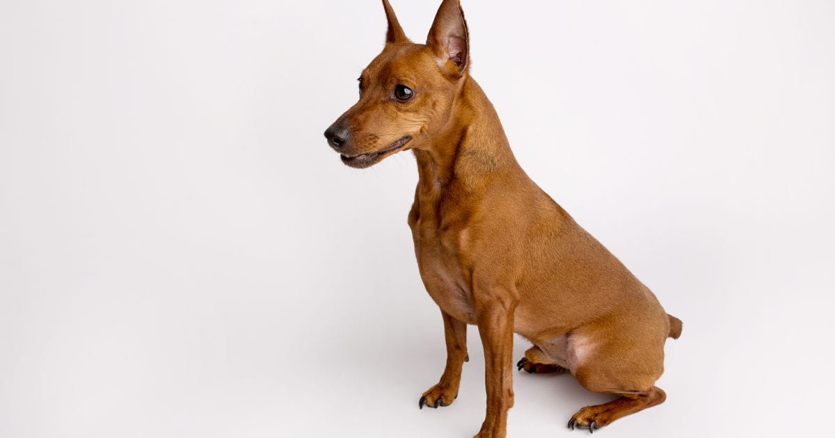 pinscher branco