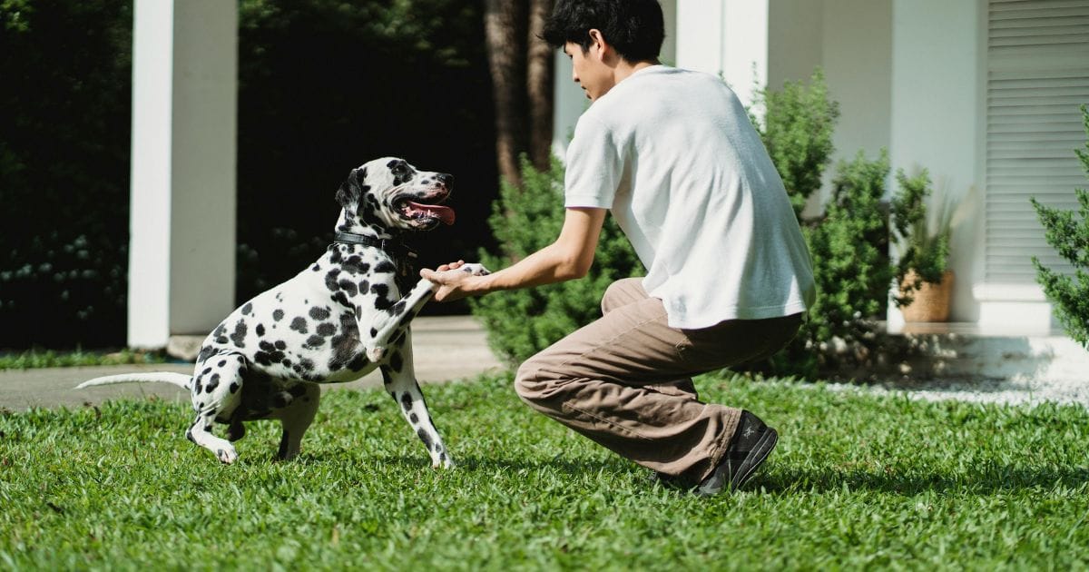 Adestramento de cães: Guia Completo Para Educar Seu Pet