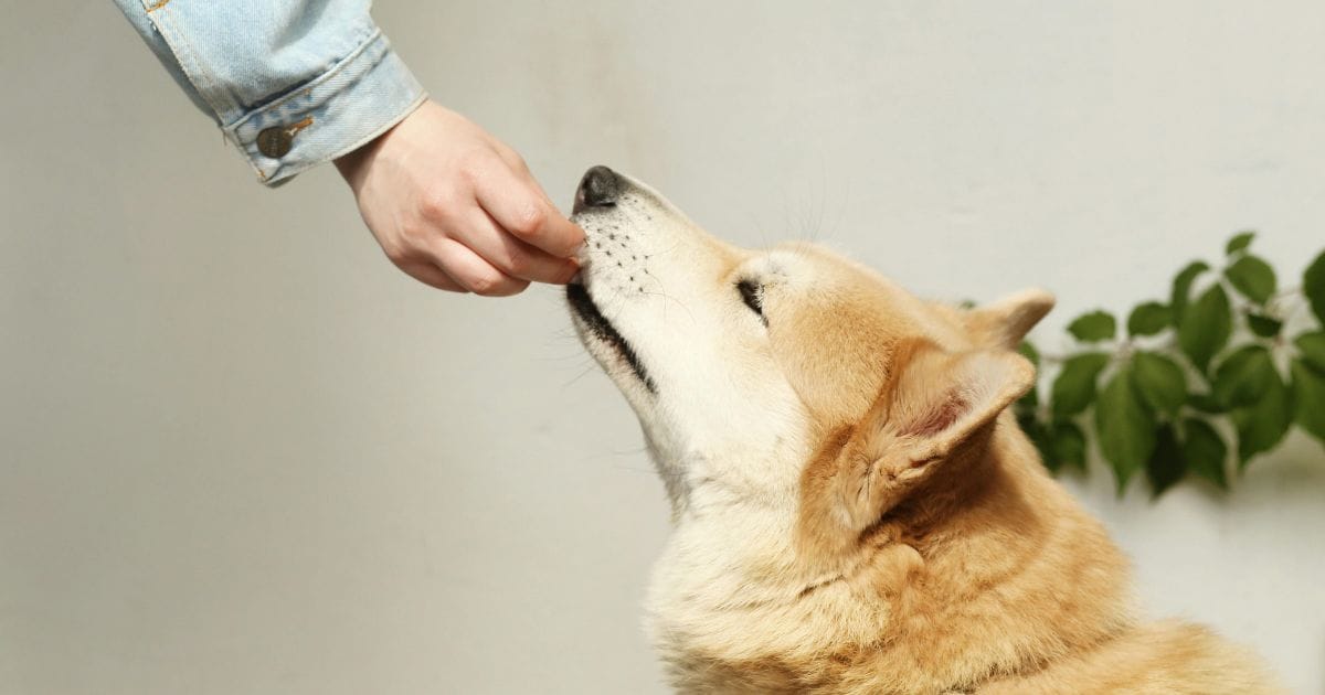Premier Pet: Conheça Tudo Sobre a Marca Queridinha dos Pets