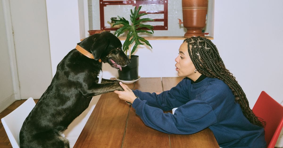 Probiótico para Cachorro: Tudo o que Você Precisa Saber