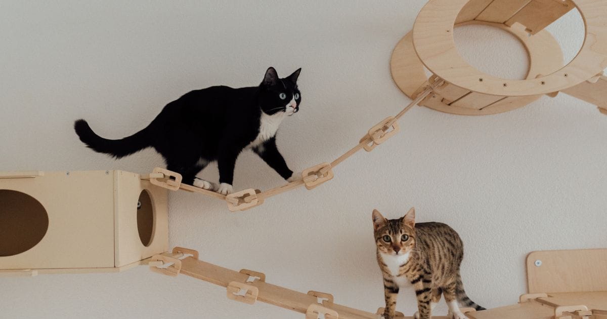 Casa Para Gato: Conforto, Tipos e Dicas Essenciais