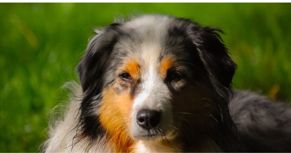 cachorro australiano