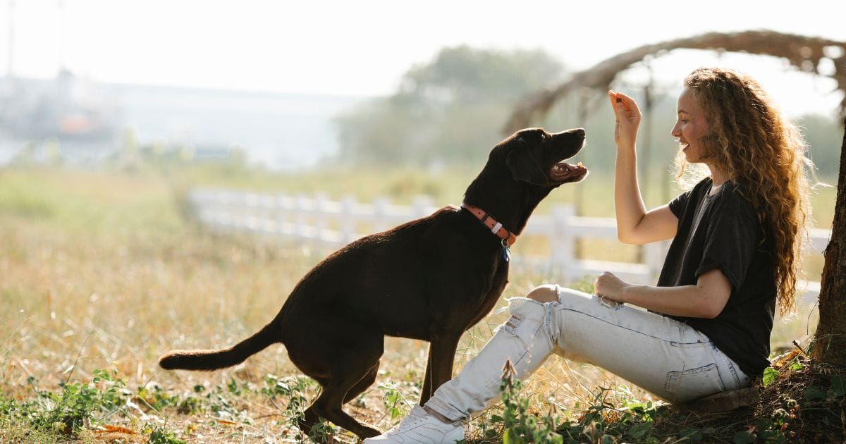 Adestrador de Cães: Tudo o que Você Precisa Saber
