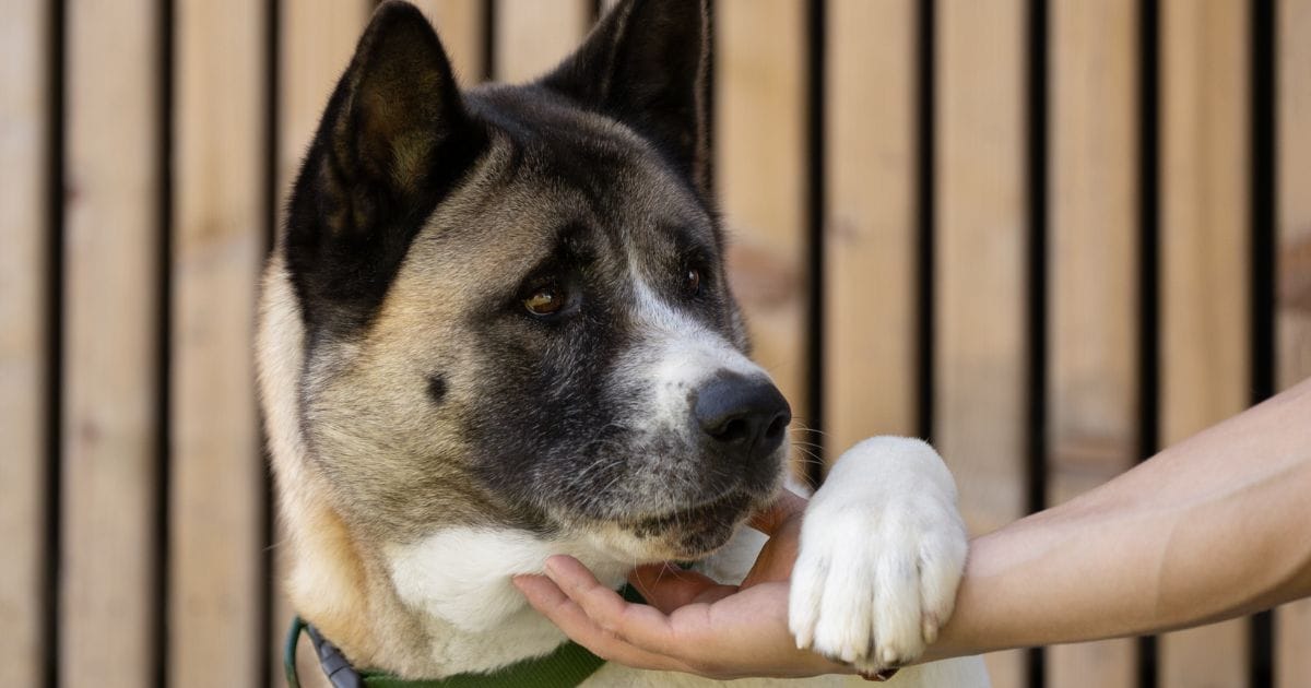 Akita Cachorro: Personalidade, Cuidados e Curiosidades