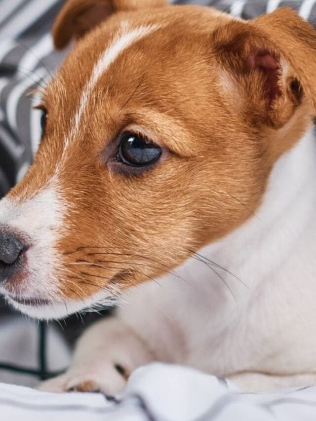 Caminha de Cachorro: Conforto, Tipos e Cuidados