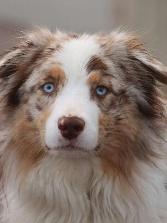 Cachorro Australiano: Conheça Tudo Sobre Essa Raça Incrível