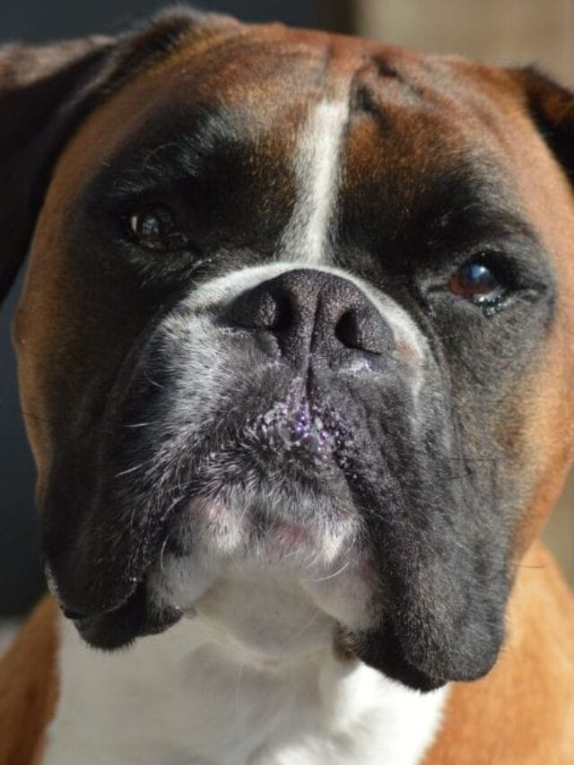 Cachorro Boxer: Tudo Sobre Essa Raça Amável e Protetora
