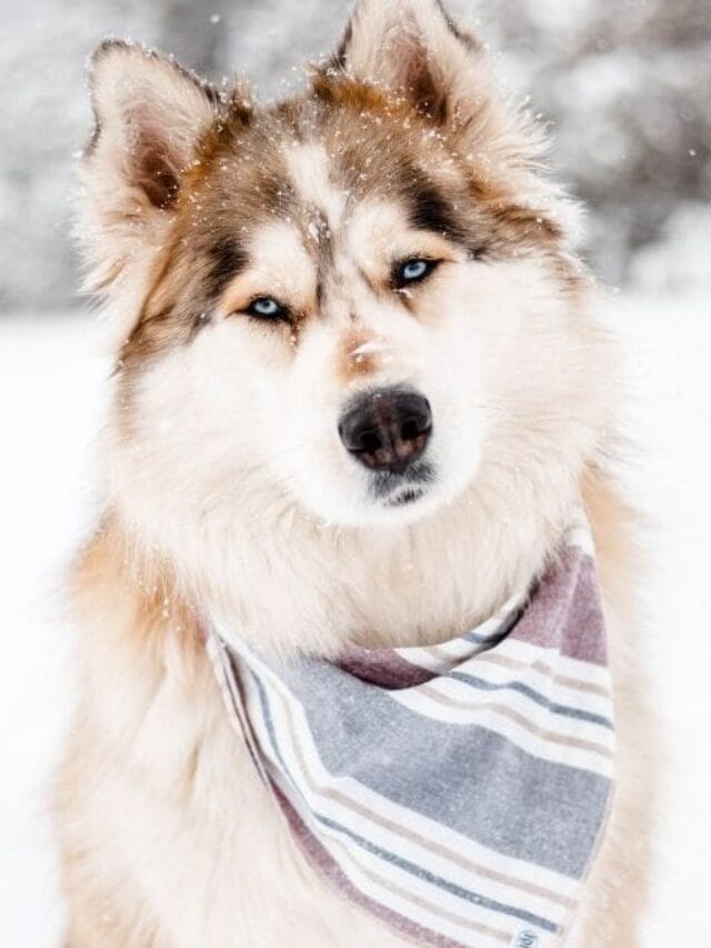 Cachorro Lobo Branco: Tudo Sobre Essa Criatura Magnífica