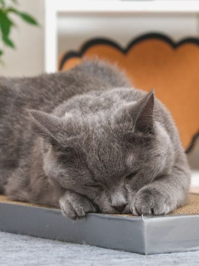 Arranhadores para Gatos: Essenciais para Saúde e Bem-Estar