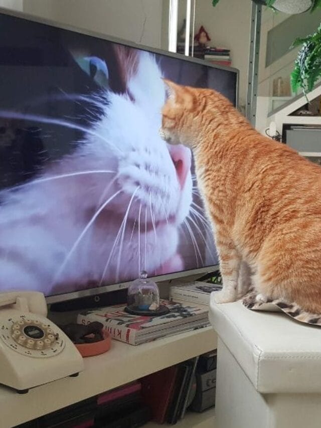 Gato Brincando: Importância, Benefícios e Ideias divertidas