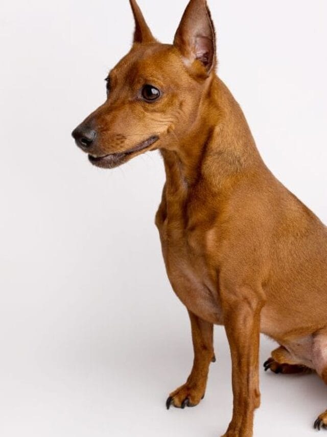 Pinscher branco: tudo sobre essa variação rara e encantadora