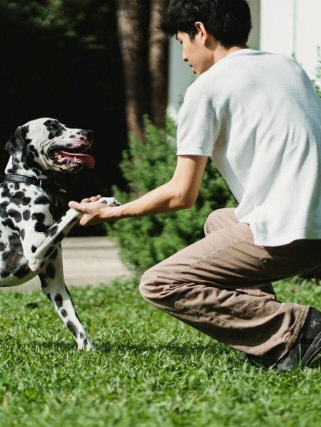 Adestramento de cães: Guia Completo Para Educar Seu Pet