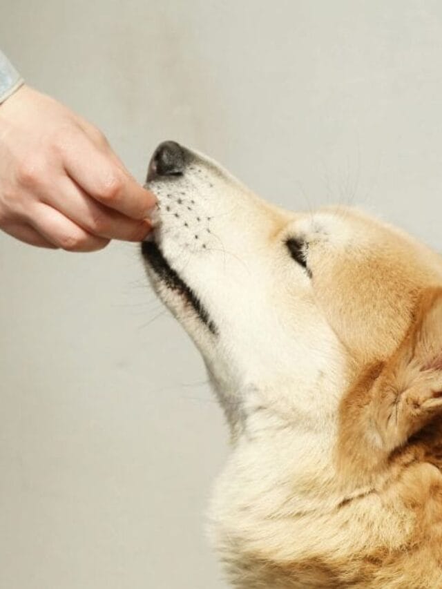 Premier Pet: Conheça Tudo Sobre a Marca Queridinha dos Pets