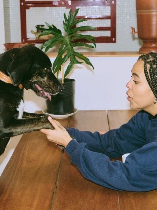 Probiótico para Cachorro: Tudo o que Você Precisa Saber