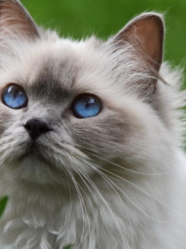 Gatinhos Fofos: Curiosidades, Cuidados e Razões Para Amar