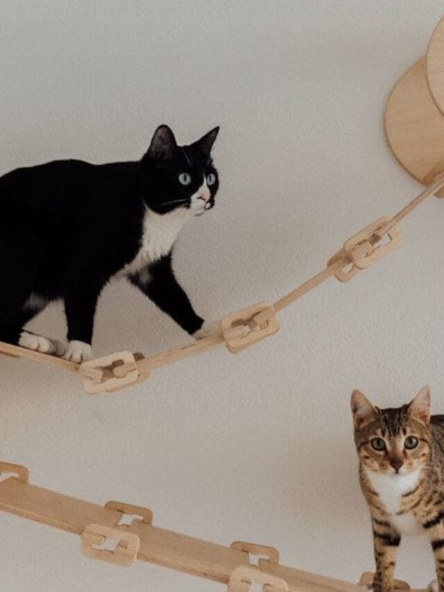 Casa Para Gato: Conforto, Tipos e Dicas Essenciais