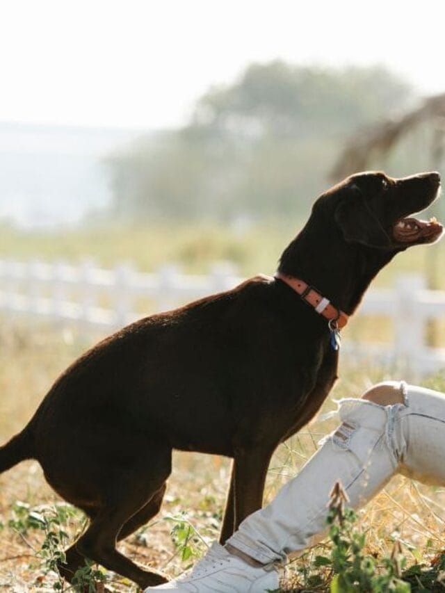 Adestrador de Cães: Tudo o que Você Precisa Saber