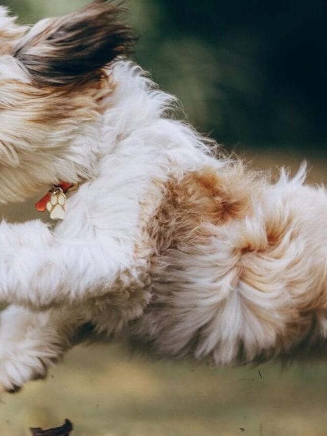 Cachorro Remelando os olhos: o que Significa e quando
