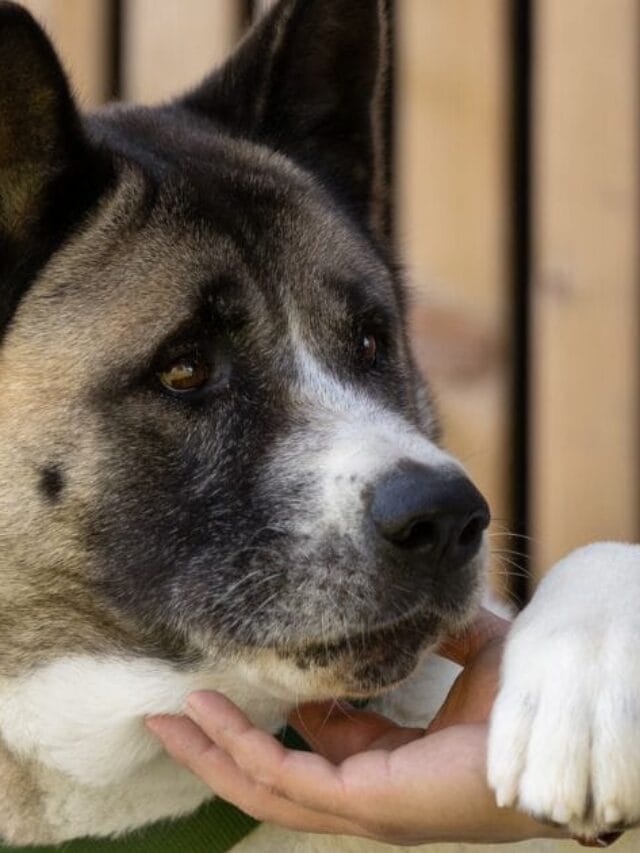 Akita Cachorro: Personalidade, Cuidados e Curiosidades