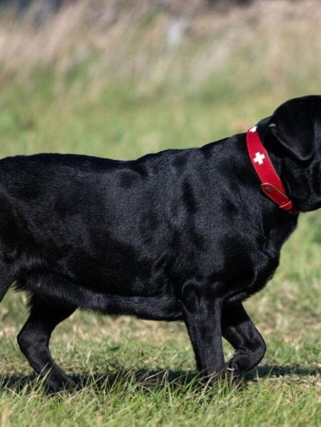 Cachorro Preto: Beleza, Significado e Cuidados Essenciais