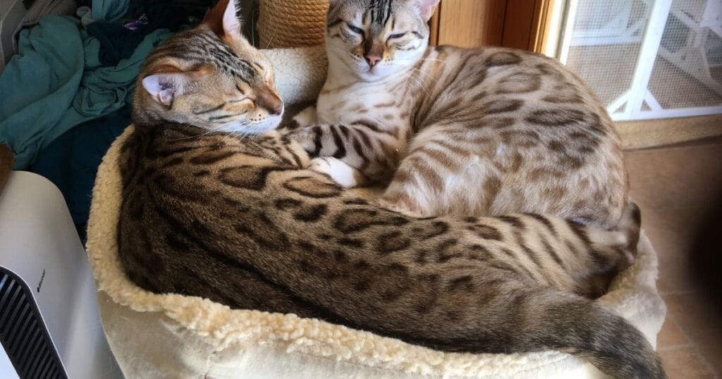 gato bengal