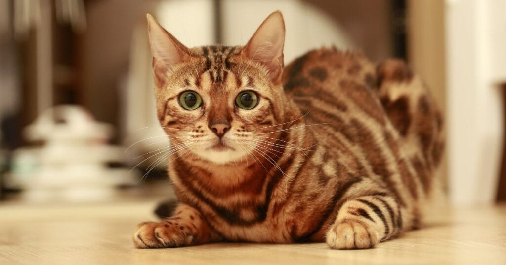 gato bengal